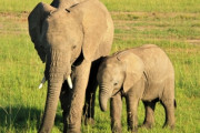 先進国「アフリカゾウを保護して増やそう！」アフリカ人「やめてクレメンス…」