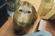 【悲報】彡(^)(^)「カピバラ飼い始めたで！可愛すぎるやろ」(ﾊﾟｼｬｯ