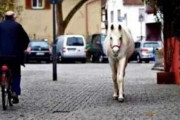 白馬が1頭だけで飼い主なしで14年間毎日ドイツを散歩→実はその行動にはまさかの理由があった・・・(´；ω；｀)