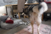 飼い主さんにベッドを取られちゃった！シベリアンハスキーのキーくんのリアクションが面白い！
