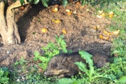 【沖縄】ぽかぽか陽気に誘われて･･･イノシシ熟睡　シークヮーサー畑で昼寝