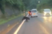 【動画】クマさん　車にはねられる