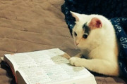 【ねこ画像】ねこ勉強中？、室内干しとねこ、犬じゃないので大丈夫！ ほか【再】