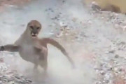 【動画】男性がクーガー（大型猫科肉食獣）に6分間追いかけられる動画、あまりに怖すぎる