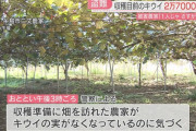 収穫直前の畑でほぼ全て（2万7000個）のキウイが盗まれる被害　