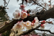 近所の公園は桜が満開よ、雨の晴れ間にお散歩してきたの