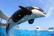 シャチについて知ってること