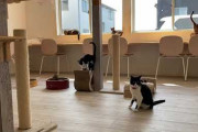 【 ；∀；) 近所の「保護猫カフェ」が閉店したんだが‥‥その原因を聞いてとても○○な気持ちになった