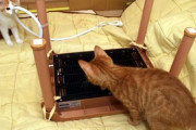 【ねこ画像】猫用こたつを猫さん達の前で組み立てた結果…かなりのハイテンションですねwww