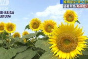 【悲報】気象庁(年収1200万円)「今年の夏は、うーん、冷夏！」