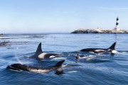 【怖すぎ】シャチの群れが船を襲撃する事例が多発、専門家もこの前代未聞の行動に困惑