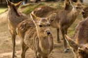 奈良公園の鹿に独自の特徴　千年超の歴史、DNAと資料でしかと確認
