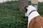 【ネコ】 １匹の犬が植木を見ていた。いったいどうしたの？ → 私だ…