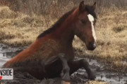 助けられている間も草をパクパク…5時間も沼にはまって動けなくなっていた野生馬の救出劇
