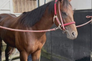 【競馬】フォーエバーヤングが8月8日、函館に帰厩…馬体重なんと573キロ。←「デカすぎんだろ…」