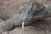 【生物】世界最大のトカゲのコモドドラゴン、歯を鉄のコーティングで強化、爬虫類で初の発見