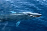 海外「なんてことだ！」日本で初めてナガスクジラの生肉が流通したことに海外大騒ぎ！（海外の反応）