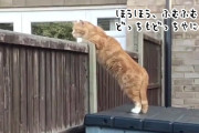 ゴシップ好きな茶トラ猫、塀越しから身を乗り出して聞き耳を立てる