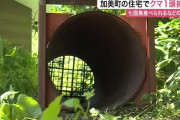 【宮城】住宅に侵入し七面鳥など１３羽食べたクマ わなで捕獲される　近隣で新たなクマの目撃も