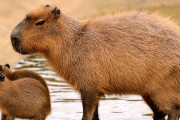 外国人「お前らペットとしてカピバラを飼ってみたいよな？」
