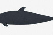 オーストラリアでクジラ157頭打ち上げ　生きていた90頭は海に返す試みが失敗し安楽死することに