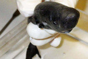 暗闇で発光する新種の小型ザメ、メキシコ湾で初の発見【なんとなく可愛い画像あり】