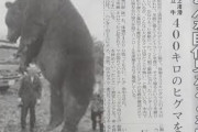 【画像】野生のクマ、ヤバすぎるｗｗｗｗｗｗｗｗｗｗｗｗｗｗｗｗｗｗｗｗｗｗｗｗｗ