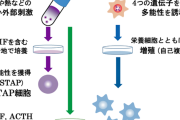 STAP細胞ってあったじゃん？？