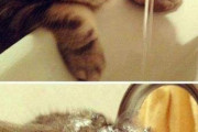 【ねこ画像】水を飲みたいねこ、のびーんぎゅっ ほか【再】