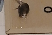 【画像】粘着シートにかかったネズミ、もう助からない