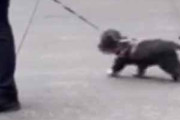 小さなイヌが散歩していた。飼い主さんはその場を動かない → でも楽しそうな犬はこちらです…
