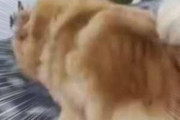 イヌと一緒にボートに乗っていた。危機一髪！ → 犬はこうなった…