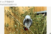【にじさんじ】どこの鳥も口が悪いんだな