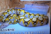 横浜で逃げた3.5メートルのヘビ　今も見つからず　飼い主謝罪