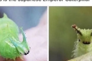 日本の国蝶オオムラサキの幼虫、かわいいのに英語名が立派すぎると話題に