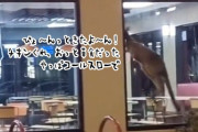 ごらん、これがオーストラリアだよ。カンガルーがKFCにご来店、店内を飛び跳ねる
