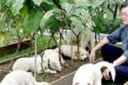 食べ物を粗末に扱っちゃいけないよ　〜　【産経新聞】文氏の愛犬の行方　犬に罪はないけれど　韓国ではなぜか伝統的に犬のイメージがよくない