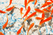 ペットショップの水槽に売り物の金魚の大群がいたんだけど、1匹水面にプカプカ浮いてた。あ～ﾀﾋんでるな～と思いながら見てたら…