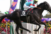 最大の上がり馬ブラックブロッサムが浅屈腱炎で菊花賞断念
