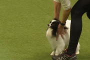「イヤったらイヤ！」障害物競走を拒否するワンちゃんがカワイイ！海外の反応