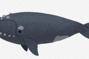 鯨にくっついてる寄生虫がやばすぎるwwwwwwwwwwwwwwww.
