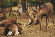 奈良公園のシカの角をカラス食べた？実はウィンウィンの関係で角の皮はぐ