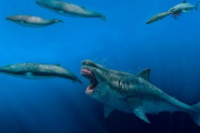 絶滅した「メガロドン」、シャチを５口で平らげる巨大さか　新研究