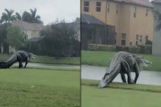 【動画】クソデカアリゲーター、フロリダの住宅街に現る