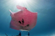 【画像】世界で唯一の「ピンク・マンタ」が撮影される　遺伝子変異が原因か？
