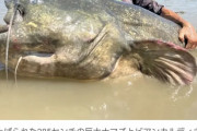 【画像】イタリアで超巨大ナマズが釣り上げられるｗｗｗｗｗｗｗｗｗ