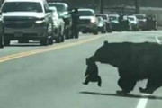 クマの親子が道路を渡っていた。お母さんは大変だ！ → 渋滞はもう少し続きそうです…