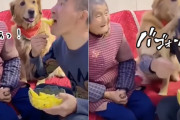 それはおばあさんのやろがい！フルーツを横取りした孫に制裁を与えるゴールデンレトリバー