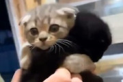 【動画】このネコの兄弟、可愛すぎてキュン死しそう(*´д｀*)
