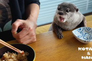 海外視聴者「この行儀良さは人間以上！？」もはやセレブ！？日本の人気ペットカワウソの食事風景